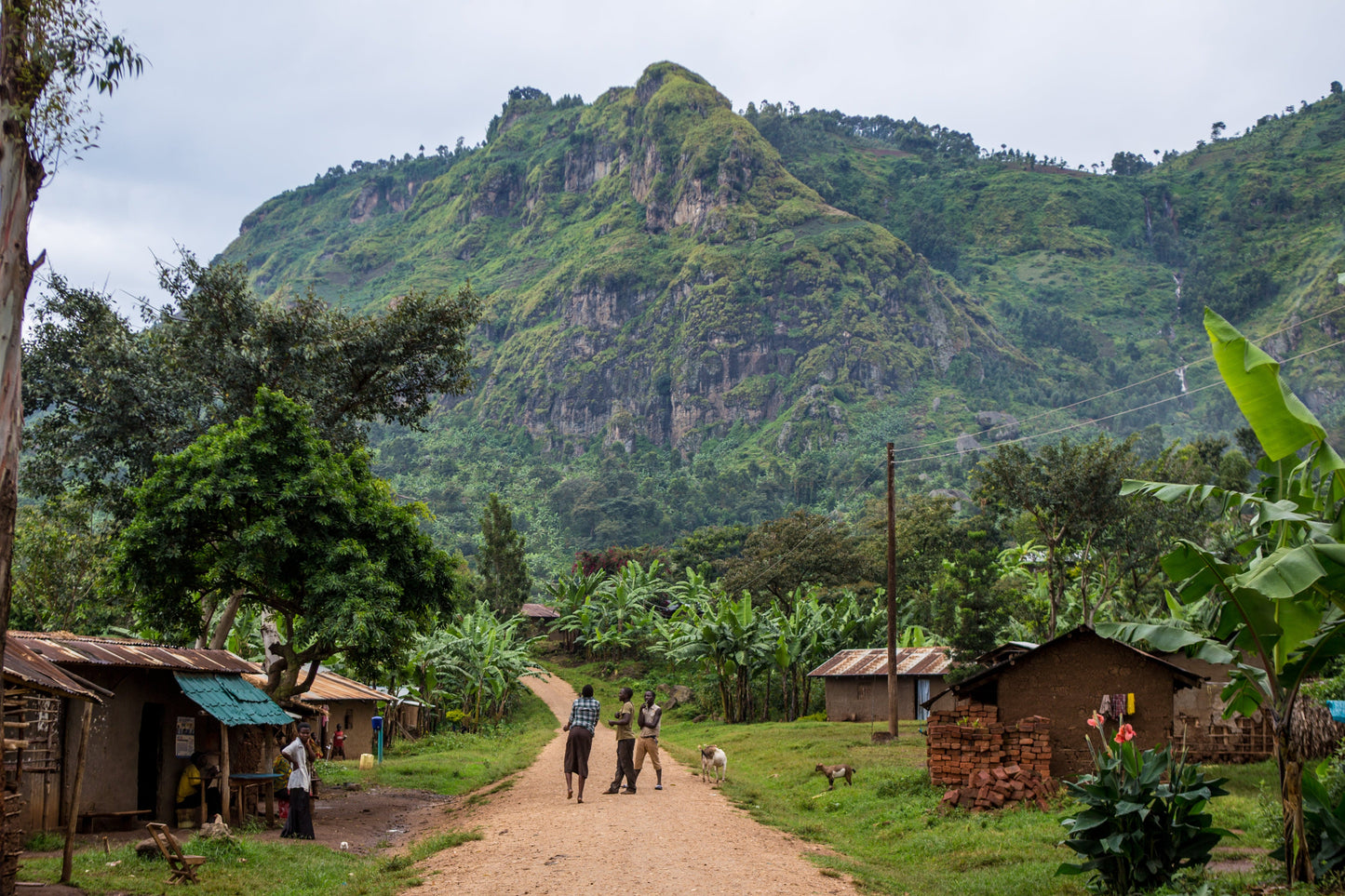 Miale Tubana Kooperative Uganda