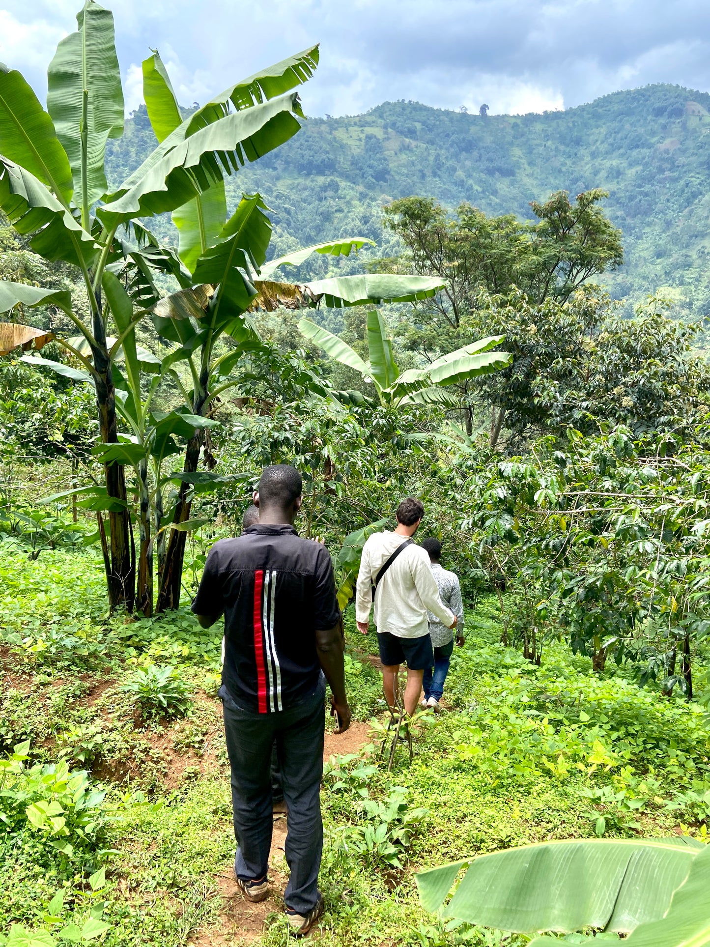 Mount Elgon Uganda Blend - Kaffee und Espresso