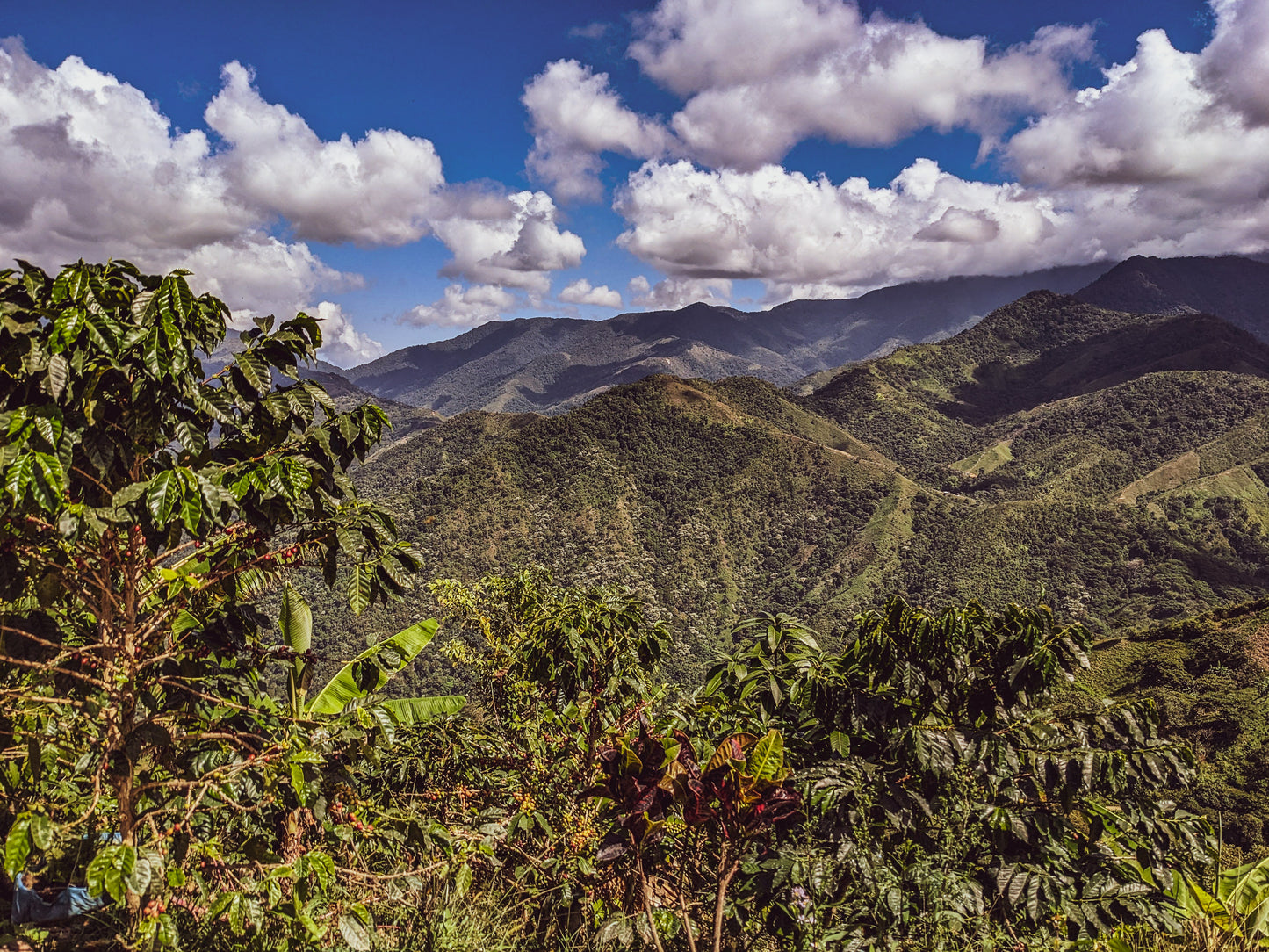 Ecolsierra Colombia Coffee - Kaffee und Espresso