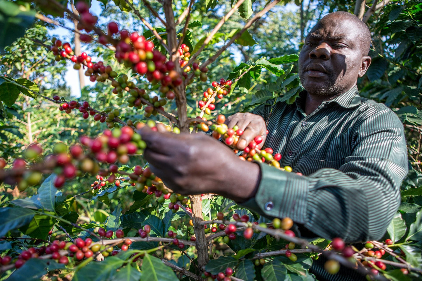 Mount Elgon Uganda Blend - Kaffee und Espresso