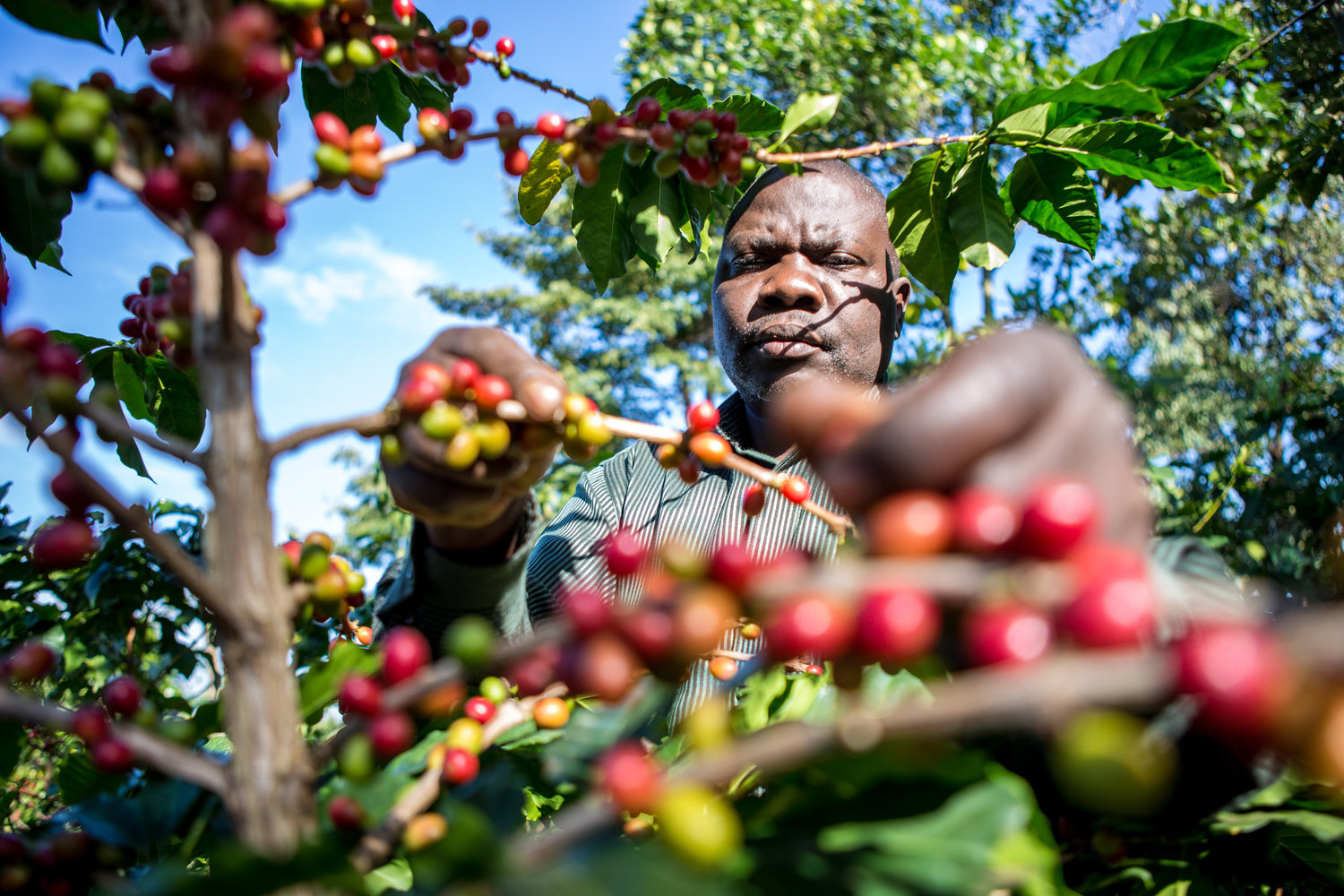 Nyasaland, Arabica