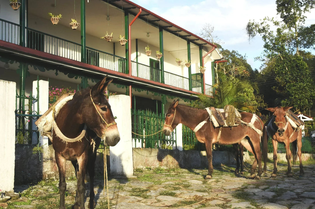 Die Kaffeekooperative Cafecauca: Terroir, Gemeinschaft und Excelso EP im Tassenprofil